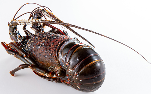 掻ãå·åäŒå¢æµ·è 1.2kgãé
éäžå¯å°åïŒé¢å³¶ãã1607919ã