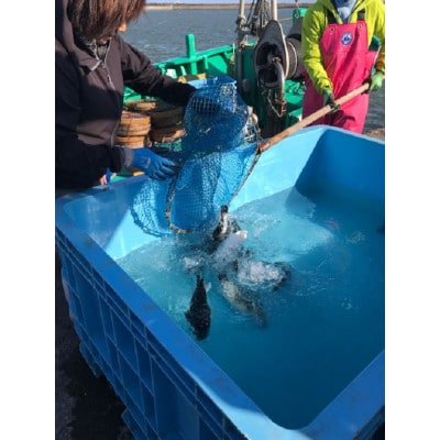 【いすみ市産】天然とらふぐ1尾盛り【配送不可地域：離島】【1466349】