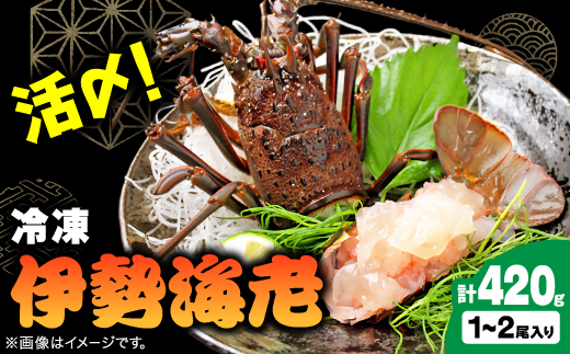 刺身用活〆冷凍伊勢海老420g【配送不可地域：離島】【1607614】