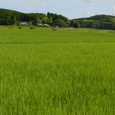 【千葉県いすみ市産】コシヒカリブレンド　精米20kg(10kg×2袋)【1546625】