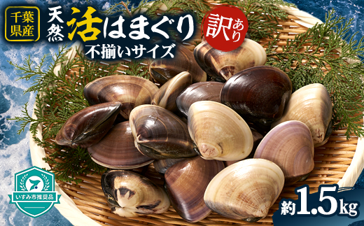 (( 訳あり ))　天然活はまぐり約1.5kg【配送不可地域：離島・沖縄県】【1465117】