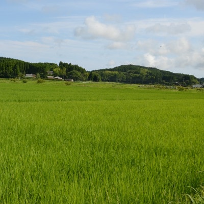 【令和6年産米】　ふっくら大粒　千葉県いすみ市産粒すけ　精米10kg(5kg×2袋)【1546627】