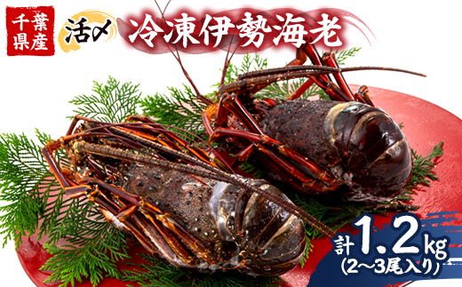 活〆冷凍伊勢海老 1.2kg【配送不可地域：離島】【1607919】