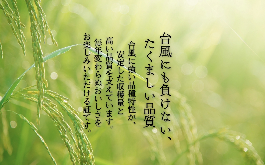 《令和7年産米・先行予約》創業百年・老舗米屋 羽生惣吾商店 千葉県産ふさこがね 精米 5kg 2026年1月発送【お米 ふさこがね 精米 令和7年産】（千葉県神崎町）[026-a004]