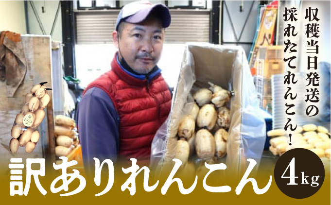 千葉県れんこん部門注文数最上位達成！【訳あり】無選別 神崎町ふるさと れんこん（4kg）[013-a002]【千葉県神崎町ふるさと納税】