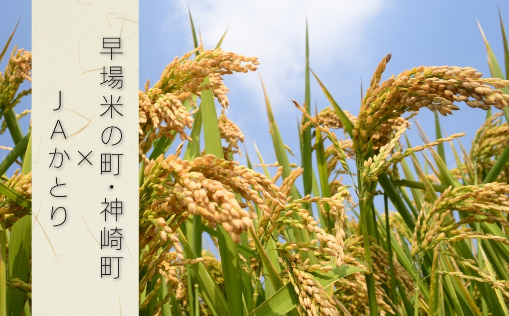 JAかとり直送 お米ふさおとめ 精米10kg（5kg×2） 千葉県神崎町産 令和7年産【千葉県神崎町ふるさと納税】