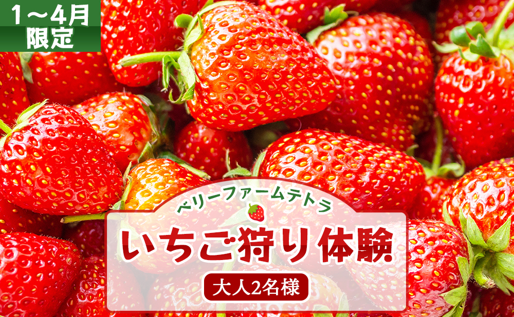 【1～4月限定】甘くてジューシー！ベリーファームテトラのいちご狩り体験（大人2名）[020-a001]【千葉県神崎町ふるさと納税】