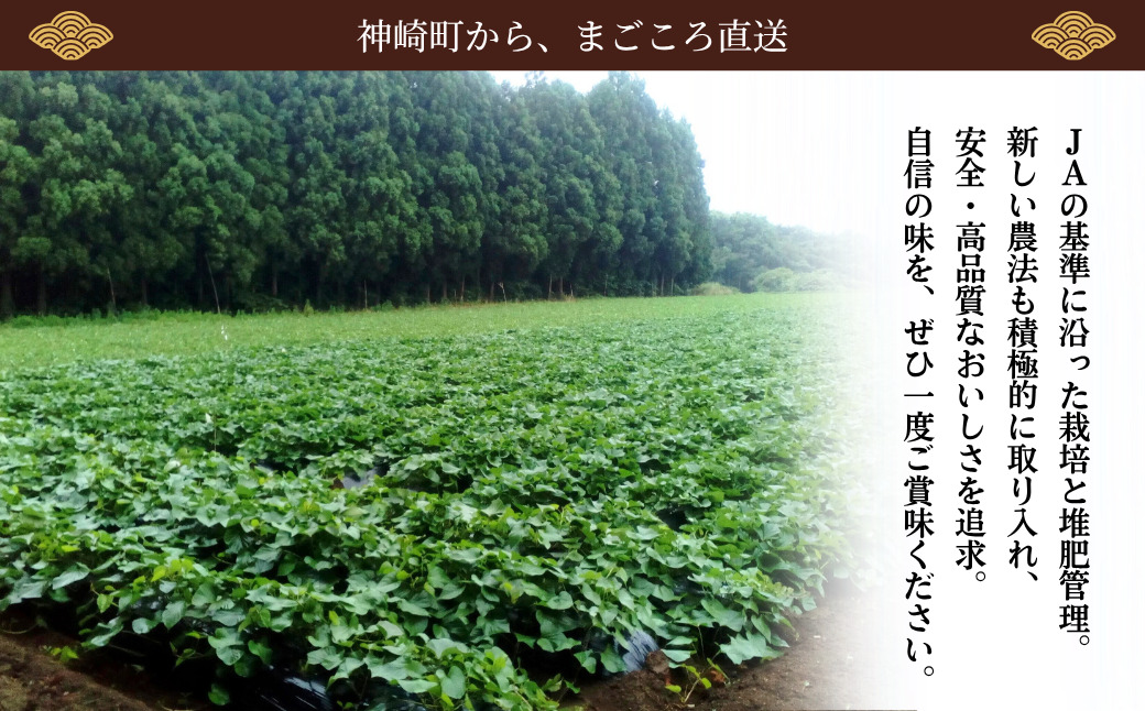 ＜先行予約＞ 神崎町産 べにはるか さつまいも 5kg【洗い・M～Sサイズ混合】(5～12月受付分は翌年1月中旬以降発送)｜さつま芋 焼き芋 焼きいも イモ 芋 紅はるか 訳アリ しっとり 濃厚 蜜 スイートポテト にも ファームおせげん[016-a006]