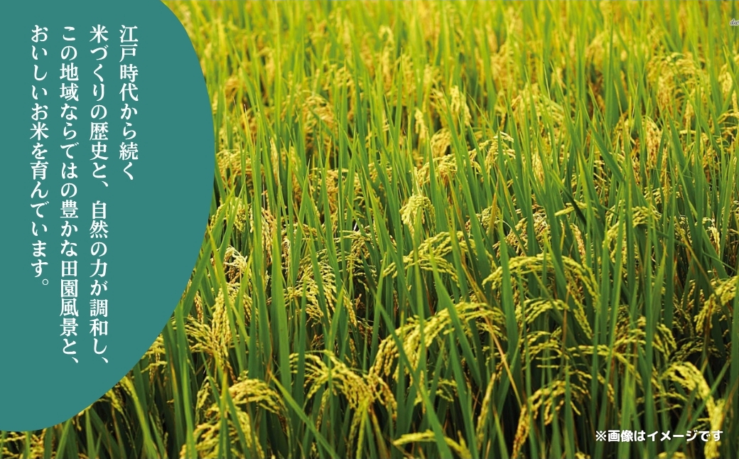 《先行予約・令和7年産米》千葉県神崎町産ふさおとめ・ふさこがね食べ比べセット 5kg×各1袋 ｜早場米産地のお米を食卓へ｜9月以降順次発送予定｜数量限定【精米 米 お米 お米 白米 ご飯 白ごはん 弁当 5キロ 10キロ 20キロ 千葉県 神崎町 ふるさと納税】 [025-a005]