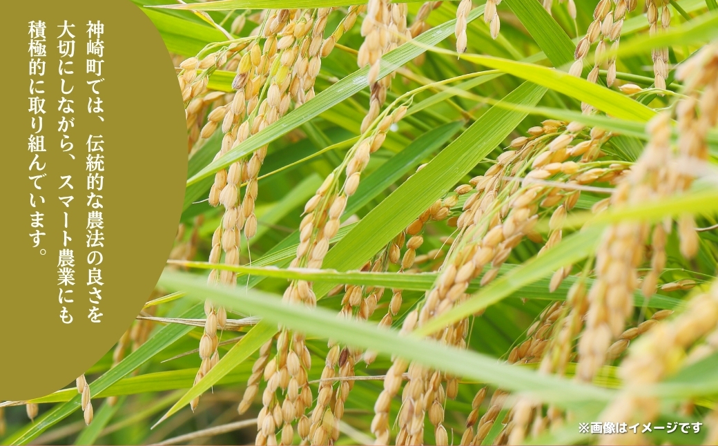 《先行予約・令和7年産米》千葉県神崎町産ふさおとめ10kg（5kg×2袋）｜早場米産地のお米を食卓へ｜9月以降順次発送予定｜数量限定【精米 米 お米 お米 白米 ご飯 白ごはん 弁当 5キロ 10キロ 20キロ 千葉県 神崎町 ふるさと納税】 [025-a001]