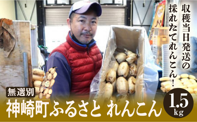 千葉県れんこん部門注文数最上位達成！【訳あり】無選別 神崎町ふるさと れんこん（1.5kg）[013-a008]【千葉県神崎町ふるさと納税】