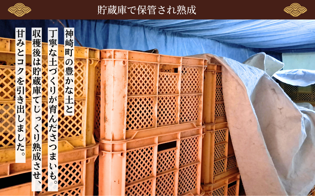＼焼き芋も天ぷらもおまかせ！／神崎町産べにあずま 訳あり さつまいも 5kg｜ホクホク甘い万能タイプ（9月・10月・1月中旬〜２月中旬に順次発送） [016-a001-2026]【千葉県 神崎町 ふるさと納税】