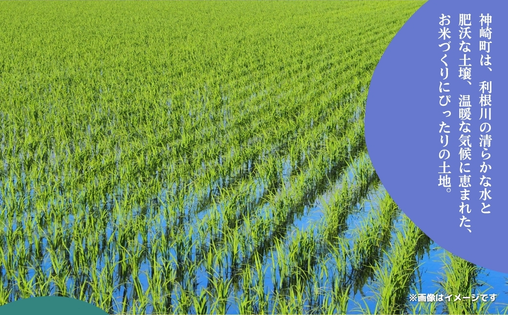 《先行予約・令和7年産米》千葉県神崎町産ふさおとめ20kg（5kg×4袋）｜早場米産地のお米を食卓へ｜9月以降順次発送予定｜数量限定【精米 米 お米 お米 白米 ご飯 白ごはん 弁当 5キロ 10キロ 20キロ 千葉県 神崎町 ふるさと納税】 [025-a002]