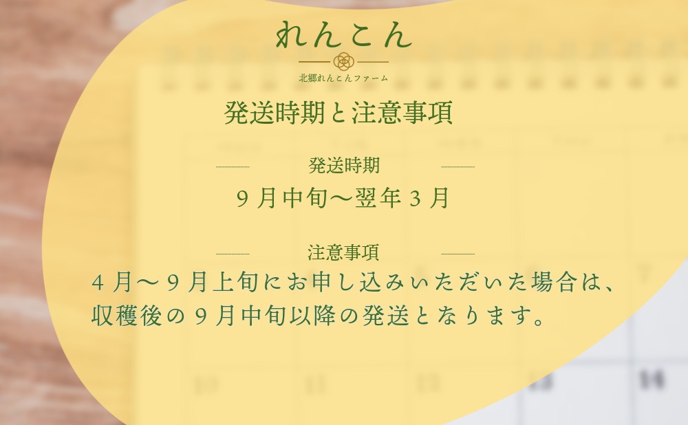 れんこん 無選別 1.5kg ｜レビュー☆4.54・テレビ紹介 千葉県神崎町の蓮根  ※4～9月上旬受付分は9月中旬以降順次発送【ふるさと納税 人気 野菜 蓮根 レンコン きんぴら 訳あり 無選別 1.5kg 千葉県 神崎町】[013-a008-a]