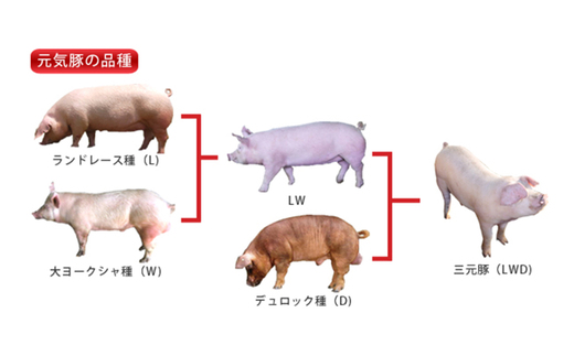 TKOB5-005【元気豚】精肉4種セット【大盛り】　2.6kg