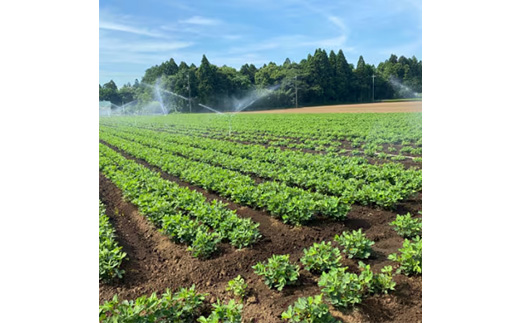 åèçç£ã倧人æ°è¿ç€Œåãã§èœè±çã2çš®(3ããã¯å
¥)é£ã¹æ¯ã¹ã»ãããé
éäžå¯å°åïŒé¢å³¶ã»æ²çžçãã1459868ã