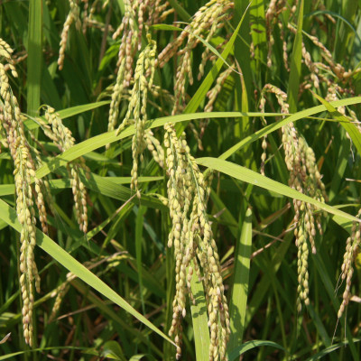 厳選多古米コシヒカリ　精米5kg　令和7年産【配送不可地域：離島】【1647790】