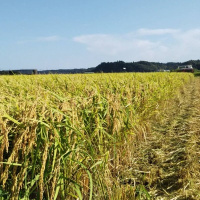 多古米グランプリ常連　佐藤さんのコシヒカリ【令和7年産玄米5kg】【配送不可地域：離島】【1483707】