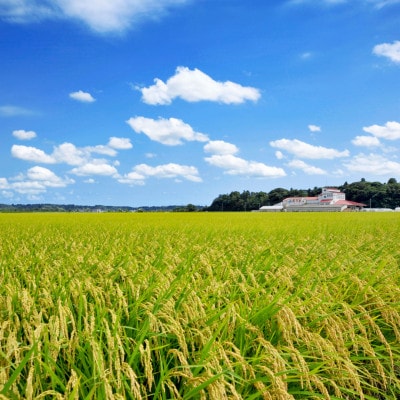 å€å€ç±³ã»ã¬ã¯ã·ã§ã³ãé«ç³å¥å€ªéããã®å€å€ç±³ã³ã·ãã«ãªã粟米5kgã什å7幎ç£ãé
éäžå¯å°åïŒé¢å³¶ãã1655384ã