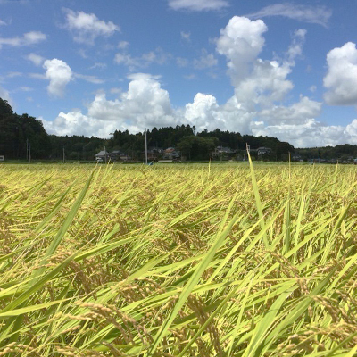 【令和4年産】特別栽培米コシヒカリ多古米　玄米10kg【配送不可地域：離島】【1030396】