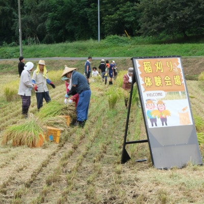 【毎月定期便】山口さんちの多古米コシヒカリ(精米)10kg全6回【配送不可地域：離島】【4079907】