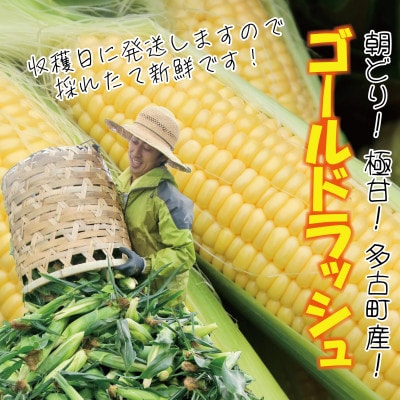 大村農場の朝採り極甘とうもろこしゴールドラッシュ13本(300g以上/本)【配送不可地域：離島】【1508995】