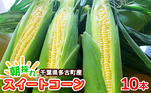 朝採れ　千葉県多古町産スイートコーン　10本入り【配送不可地域：離島・沖縄県】【1562793】