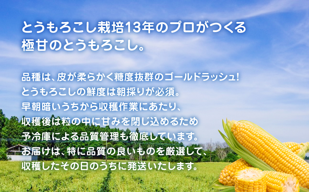 倧æèŸ²å Žã®ææ¡ã極çãšããããããŽãŒã«ãã©ãã·ã¥13æ¬(6æäžæ¬ããçºé)ãé
éäžå¯å°åïŒæ²çžçã»é¢å³¶ã TAKG002