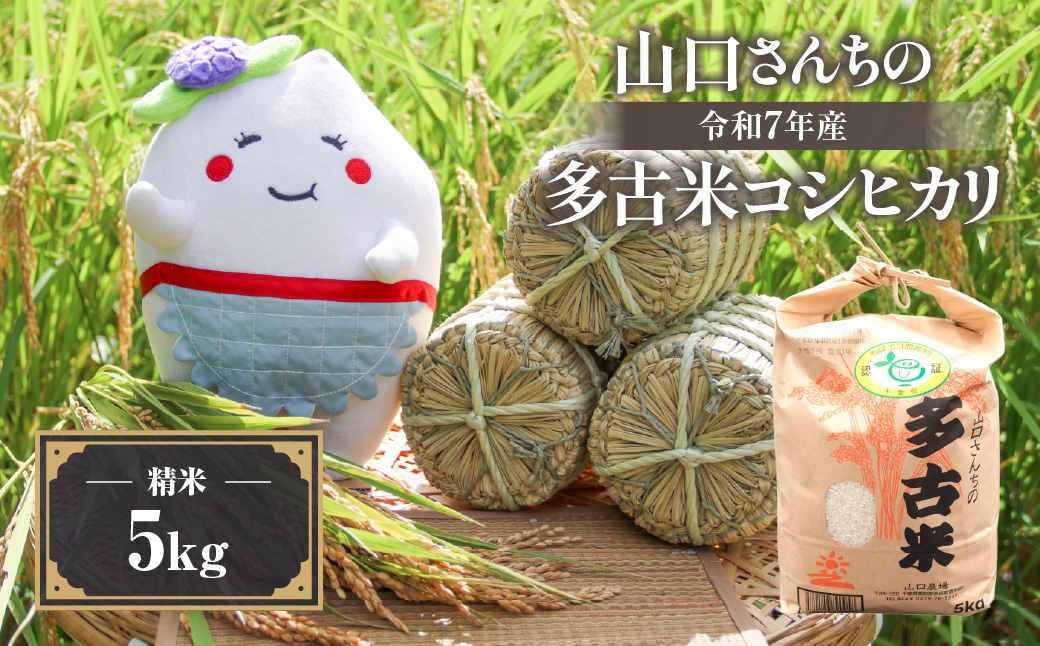 山口さんちの【令和7年産】多古米コシヒカリ(精米)5kg【配送不可地域：離島・沖縄県】【1459857】 TAKF043
