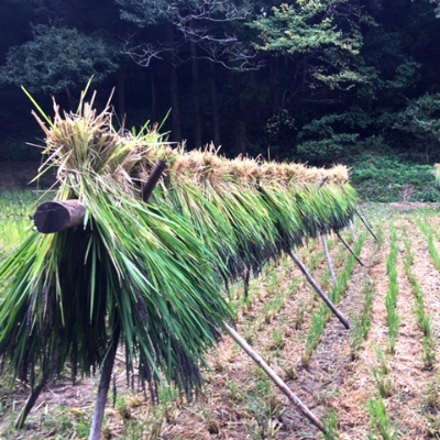 栽培期間中農薬化学肥料不使用の古代米「緑米」250g×4【配送不可地域：離島・沖縄県】【1228131】