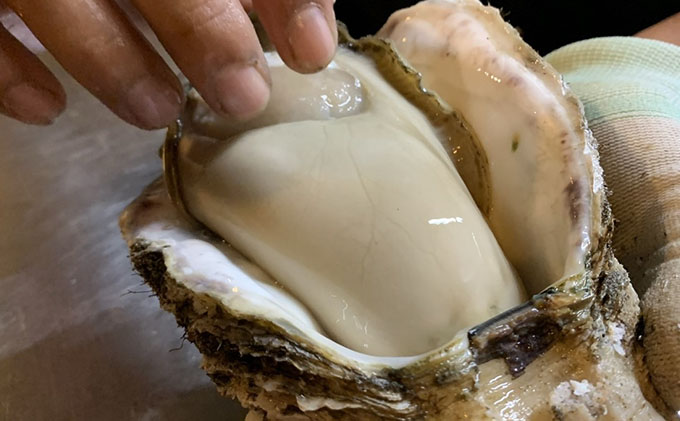 牡蠣 職人漁師が採る最高級天然 茂牡蠣 7月～8月採れ 1個1kg以上サイズ 岩牡蠣 生牡蠣