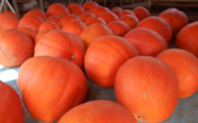 ハロウィン向けかぼちゃ　23kg未満