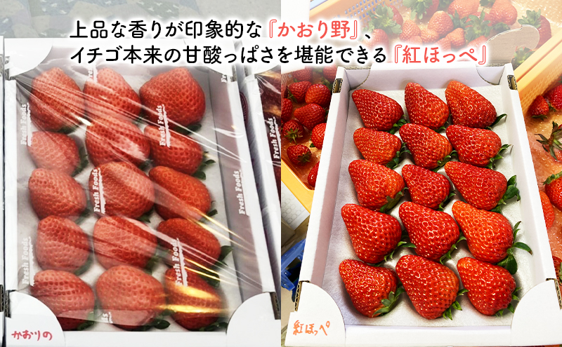 いちご　種類おまかせ　2箱　1セット（1箱12粒～18粒）合計1キロ以上