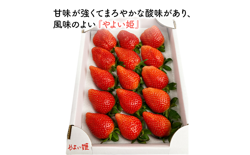 いちご　種類おまかせ　2箱　1セット（1箱12粒～18粒）合計1キロ以上