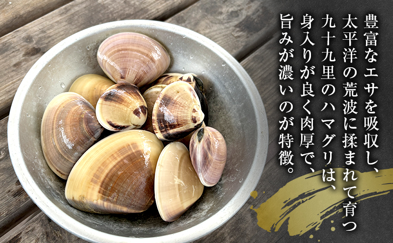 はまぐり　1キロ～ ハマグリ 蛤 魚介類 海の幸 海鮮 焼き蛤 お吸い物 酒蒸し バーベキュー 国産 名産物 九十九里 千葉県