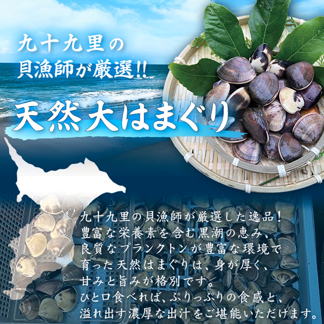 訳あり はまぐり 規格外 大はまぐり 2パック 計 800g 貝 海鮮 魚介 海の幸 ハマグリ 蛤 海産物 国産 天然 産地直送 千葉県 九十九里 九十九里浜
