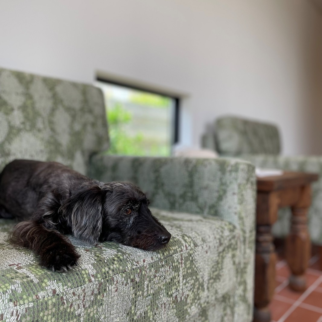 ピクニーク 施設利用券30,000円分 チケット 施設 貸切コテージ テラスハウスタイプ ペット同伴旅行 ドッグラン付 バーベキュー 真亀海岸 千葉県 九十九里町