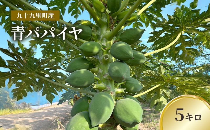 九十九里町産　青パパイヤ　5キロ　果物 フルーツ 野菜 パパイヤ サラダ ソムタム 炒め物 天ぷら パパイン ポリフェノール ビタミンC ダイエット 千葉県 九十九里町