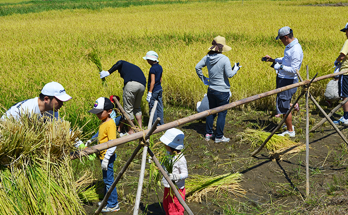 田植え体験・稲刈り体験パック型コース 田植え 稲刈り 田んぼ 体験 チケット 体験チケット 新米 農業 九十九里町 千葉県