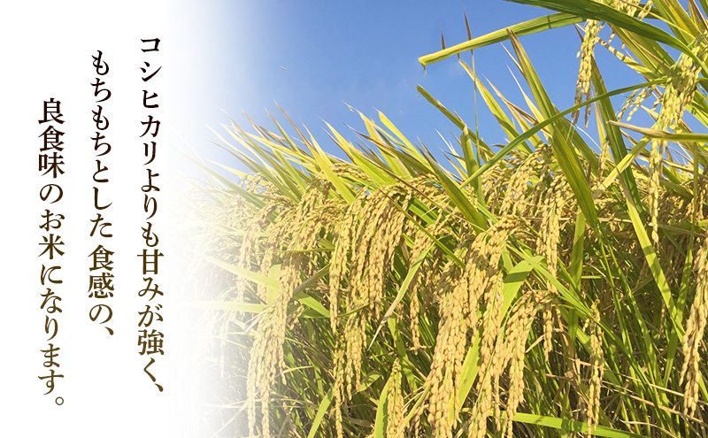 九十九里町産 しきゆたか 5キロ お米 白米 精米 ご飯 こめ コメ おこめ ごはん 千葉 九十九里町