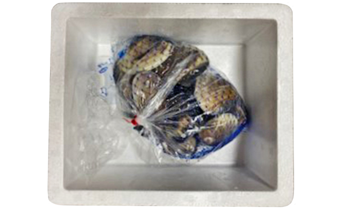 はまぐり 千葉 九十九里産 地はまぐり 1.3kg カネヨン水産 貝 海鮮 海産物 海の幸 魚介 魚介類 水産 水産物 はまぐり鍋 バーベキュー BBQ お吸い物 国産 ハマグリ 蛤 産地直送 冷蔵 冷蔵配送 千葉県 九十九里 九十九里町