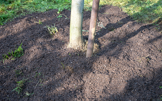 No.059 繧オ繝ゥ繝悶Ξ繝繝峨さ繝ウ繝昴せ繝医5kg