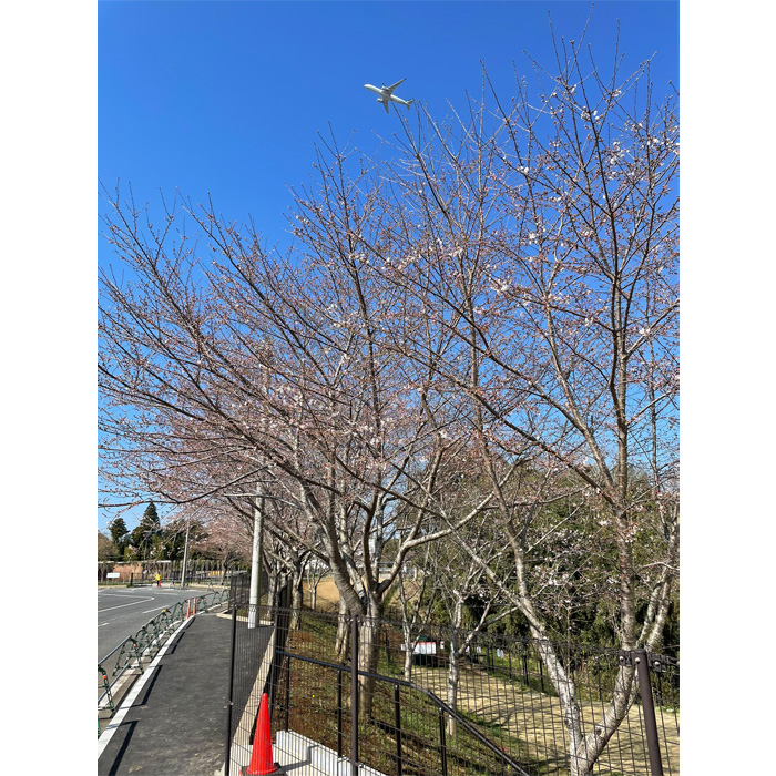 No.030 サテライト成田　お食事券付き　特別観覧席招待券　2回分