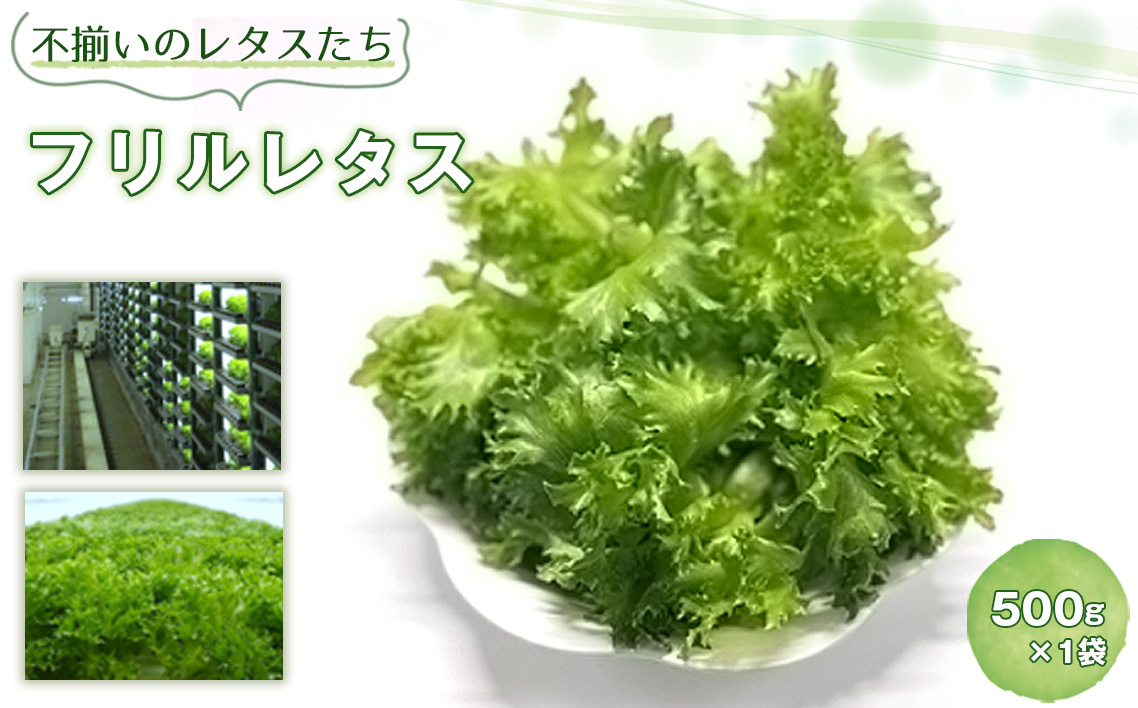 No.014 不揃いのレタスたち（フリルレタス）500g×1袋