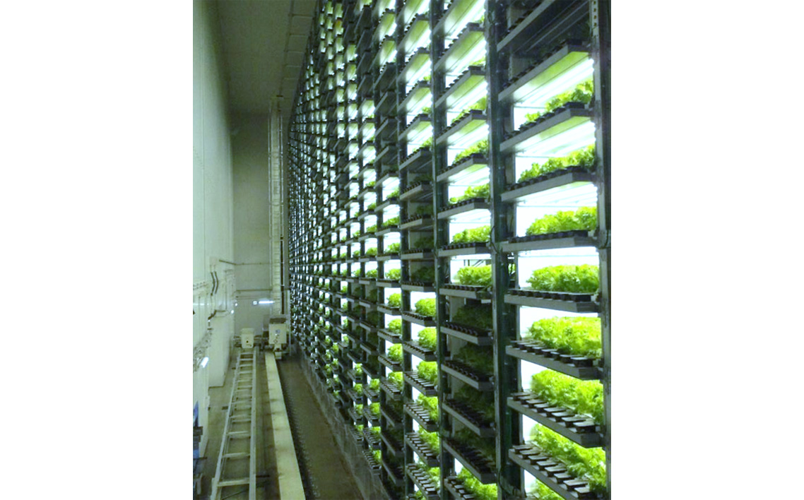 No.014 不揃いのレタスたち（フリルレタス）500g×1袋