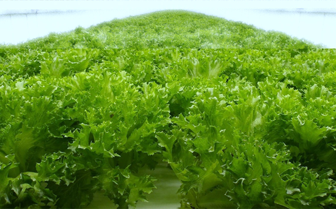 No.014 不揃いのレタスたち（フリルレタス）500g×1袋