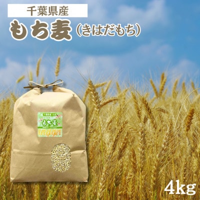 食物繊維たっぷりの「もち麦」(きはだもち) 4kg 千葉県横芝光町産【1522911】