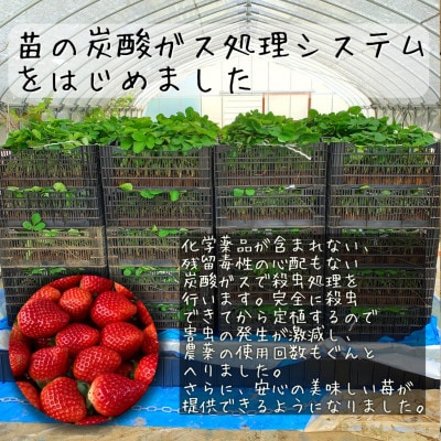 農家直送!BELL FARMの美味しい苺シャーベット　2種×3　6個セット【配送不可地域：離島】【1384266】