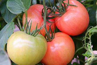 長生（ながいき）とまと１箱（20〜24個(約4kg)）一宮町産 トマト