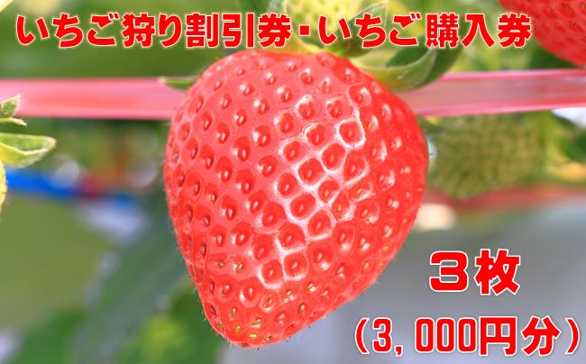 いちご狩り割引券・いちご購入券　３枚（3,000円分）